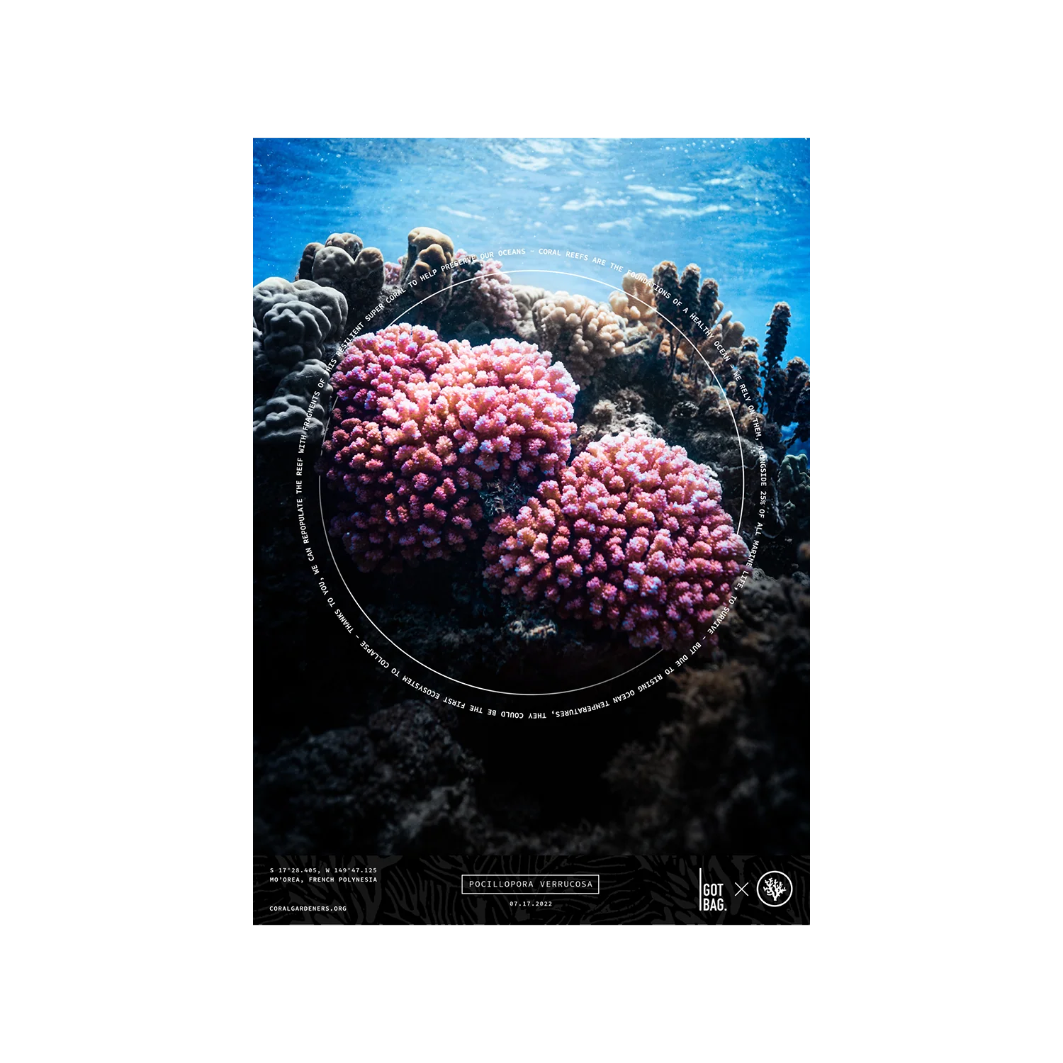 FREE CORAL CARD
